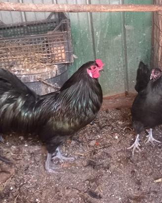 Coppia di galline sumatra