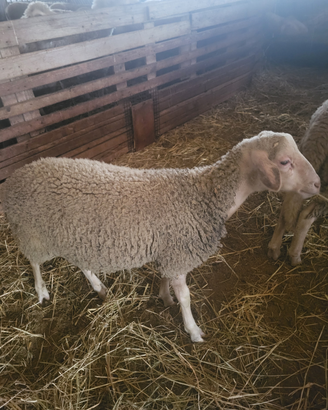 Montone/Ariete Lacaune