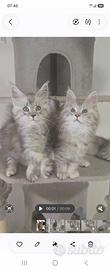 Maine coon Silver pedigree 3 mesi