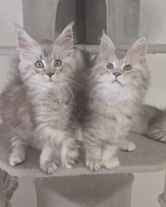 Maine coon Silver pedigree 3 mesi
