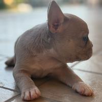 Bulldog francese, femmina