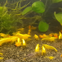 Neocaridina yellow golden fire