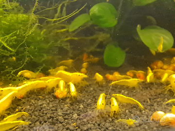 Neocaridina yellow golden fire