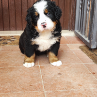 Cuccioli bovaro del bernese con pedigree