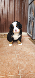 Cuccioli bovaro del bernese con pedigree