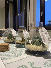 Terrario ornamentale con piante grasse 🌵🪴