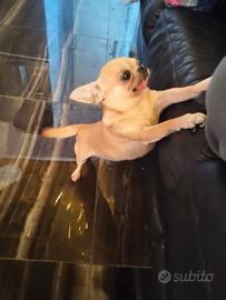 Xae chihuahua mini Toy