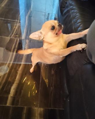 Xae chihuahua mini Toy