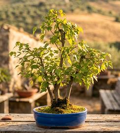 Bonsai di Acero Tridente Stile Ceppaia 40anni 52cm