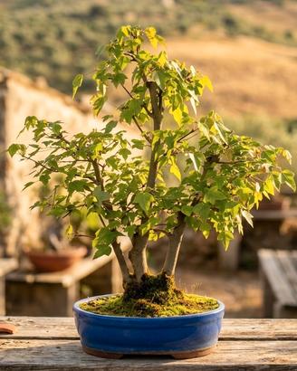 Bonsai di Acero Tridente Stile Ceppaia 40anni 52cm