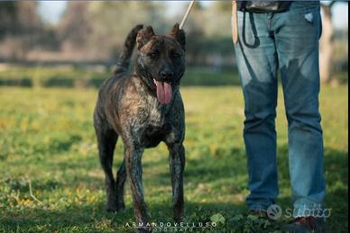 Redbull, affettuoso vuole una vita vera in casa