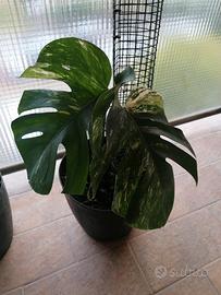 Monstera albo