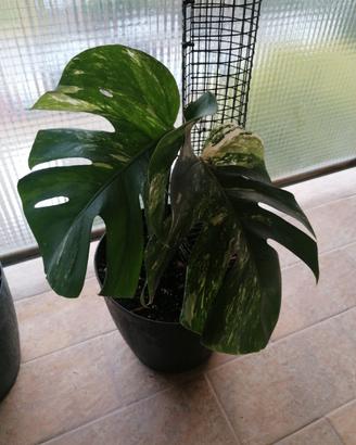 Monstera albo