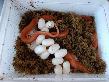 Pantherophis guttatus scaleless