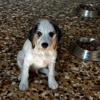 Buddy cucciolo adorabile