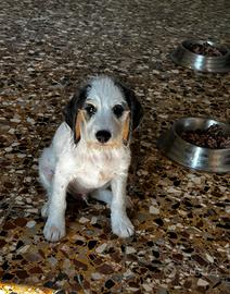 Buddy cucciolo adorabile