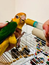 Pappagallo CAICCO TESTA GIALLA