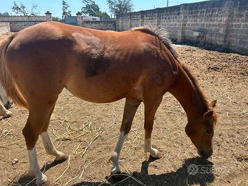 Puledra paint 2 anni