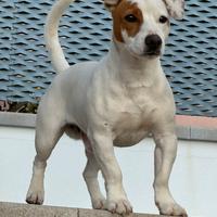 Jack Russell da monta