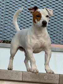 Jack Russell da monta