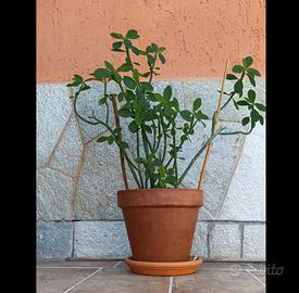 Euphorbia phosphorea