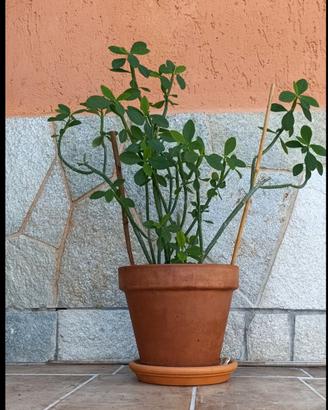 Euphorbia phosphorea