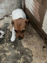 Jack russel terrier