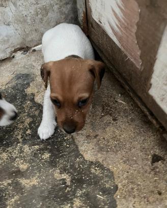 Jack russel terrier