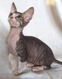 Gattino don sphynx 3 mesi