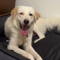 Golden Retriever maschio in ADOZIONE