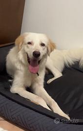 Golden Retriever maschio in ADOZIONE