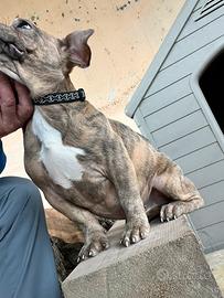 Cucciolo di american bully