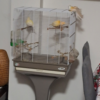 3 canarini 2024/25 con gabbia