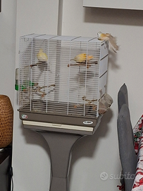 3 canarini 2024/25 con gabbia