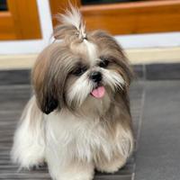 Sandro splendido shitzu