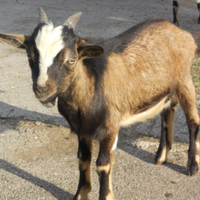 Capretti tibetani maschi