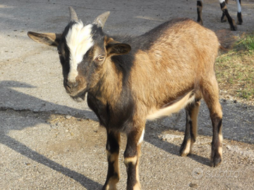 Capretti tibetani maschi