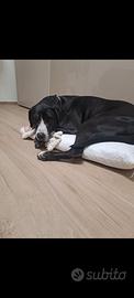 Animali adozione 