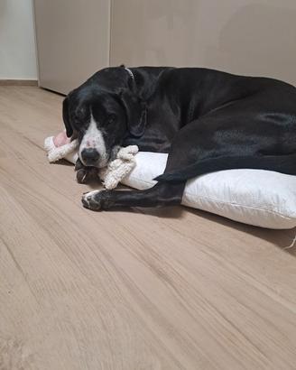 Animali adozione 