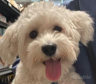 MALTESE PER MONTA