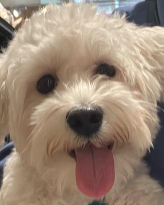 MALTESE PER MONTA