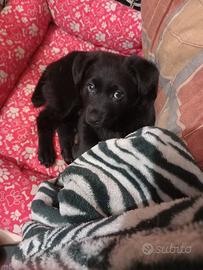 Cucciolo 4 mesi simil labrador