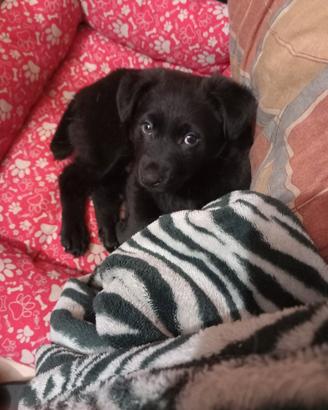 Cucciolo 4 mesi simil labrador