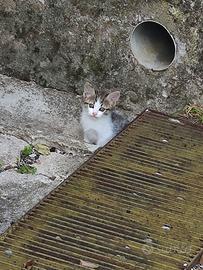 Splendidi cuccioli di gatto