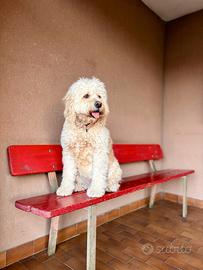 Goldendoodle in arrivo