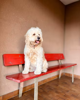 Goldendoodle in arrivo