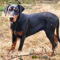 Cucciolone di Dobermann