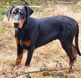 Cucciolone di Dobermann
