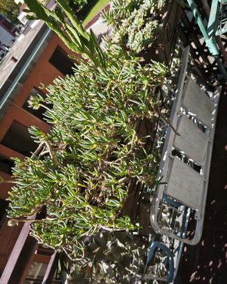piante cactus 