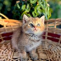 Gattino British Scottish